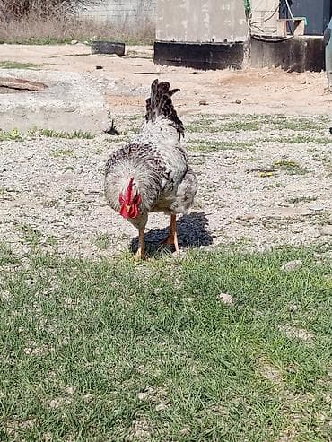 породистый бычок: Продаю | Петух | Для разведения — 3