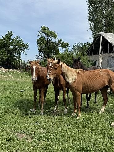 куна: Продаю | Кобыла (самка) | Для молока, Рабочий | Племенные — 9