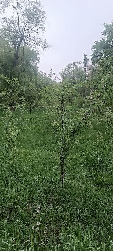 эко ковер: Кызыл Китеп бар. собственник — 1