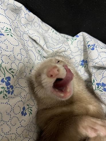 Хомяки: Срочно возьму в бронь 2 человека. Большая просьба изучить все о — 7