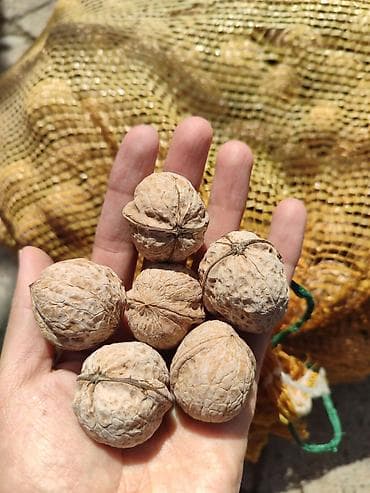 орехи чищенные: Грецкий орех в скорлупе - Натуральные орехи в мешках-сетках, отбор по — 2