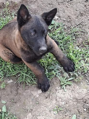 белгинский афчарка малинуа: Бельгийская овчарка, 2 месяца, Самка, С родословной, С прививкой — 1