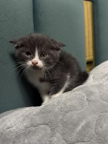 кошк: Котята домашние, короткошёрстные, окрасы: серо-белый биколор и — 3