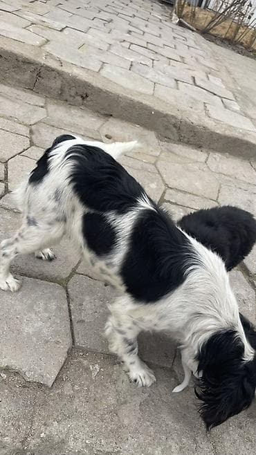 Услуги ветеринара: Собака русский охотничий спаниель, мелкая/средняя, черно-белого окраса — 10
