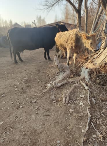 Собаки: Продаю | Тёлка | На откорм | Привязанные — 1