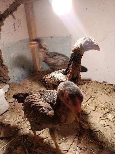 животные собака: Продаю | Петух | Бойцовая | Для разведения — 3