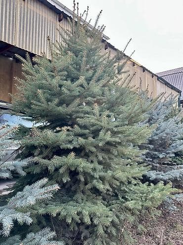 форс 142 предмета: Продаю Ёлку! - Голубая ёлка (2шт) — 5