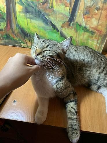 Мышыктар: Породасыз, 1 жаш, Ургаачы, Лотокко барууга үйрөтүлгөн — 7