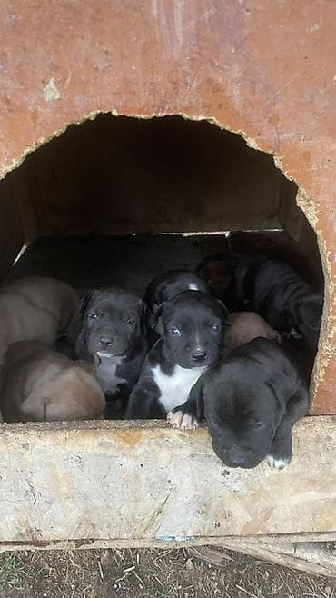 дом кошка: Щенки Питубл 
Самец 10.000 
Самка 7.000 — 2