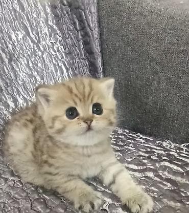 британцы котята: Шотландский котенок скотиш страйт окрас золотой тигровый (black golden — 7