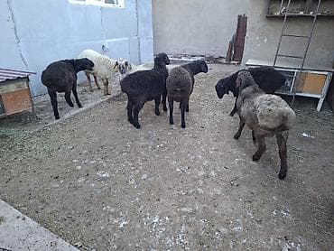 Продаю | Баран (самец) | Полукровка | Для разведения