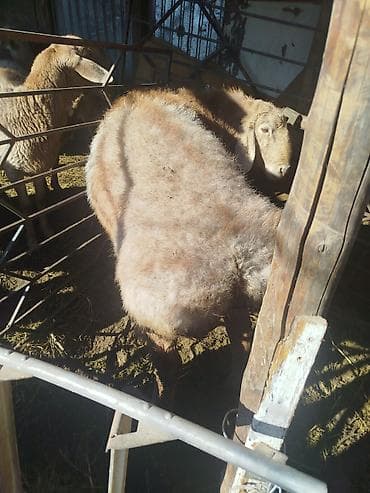 кучук овчарка: Продаю | Баран (самец) | Арашан | Для разведения | Племенные, Осеменитель — 4