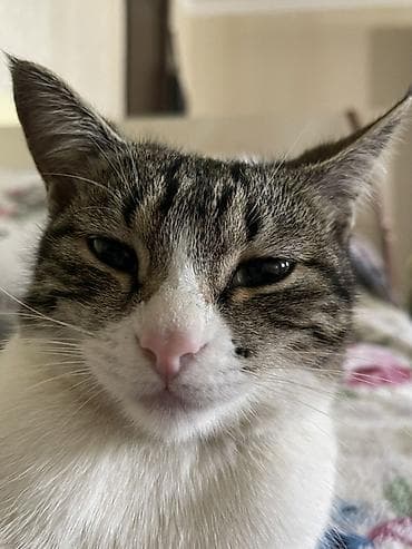 продаю кошара: Кошка даром: Беспородная, 7 месяцев, Девочка, Приучена к лотку — 1