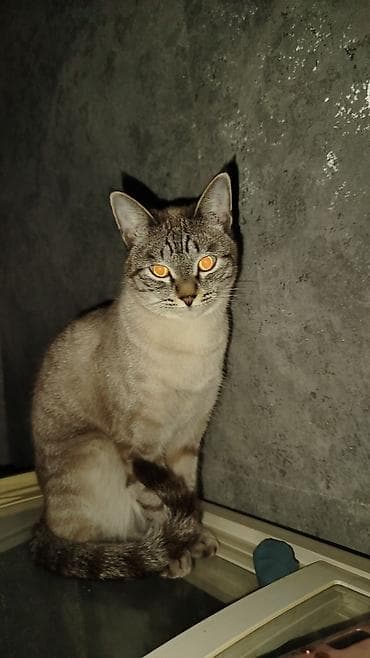 охотичий собака спаниель: Кошка даром: Беспородная, 1 год, Девочка, Приучена к лотку — 2