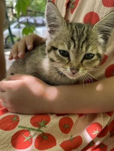 купить котенка шиншилла: Американская короткошёрстная, 2 месяца, Девочка, Шоколадный, Кастрирована, Приучена к лотку, Проглистована — 3