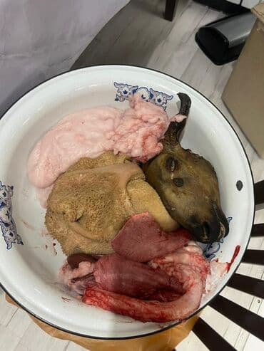 мясо продать: Голова, Более 10 кг — 1