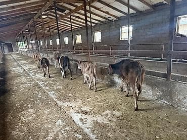 коровы высокоудойные: Продаю | Бык (самец) | На откорм — 1