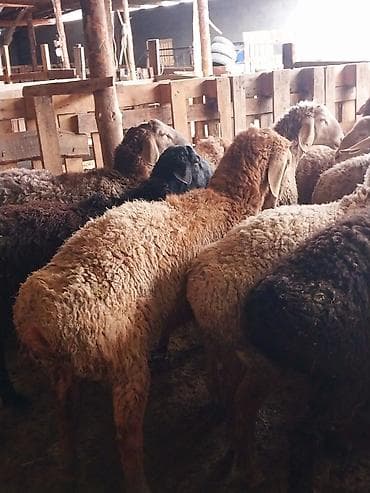 тай цена: Продаю | Овца (самка) | Для разведения | Матка — 10