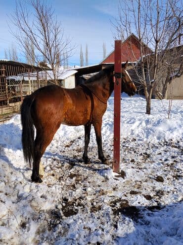 продажа щенков немецкой овчарки с документами в бишкеке: Продаю | Жеребенок | Конный спорт — 10