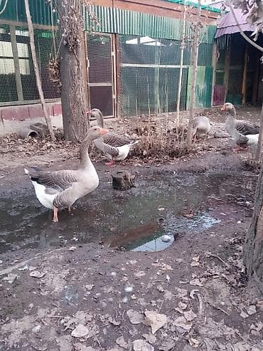 яйцо инкубационое: Продаю инкубационное яйцо гусей крупной серой Шадринской породы — 2