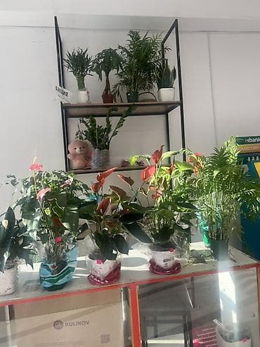 Антуриумы: 🌸 Продаётся готовый бизнес! 🌸 Продаётся полностью готовый к работе — 4