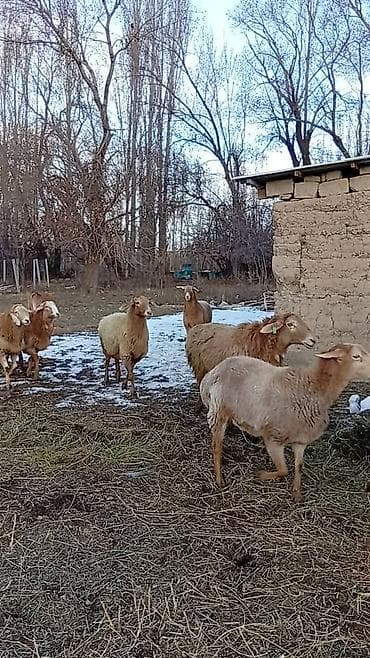 ат башы там сатылат: Сатам | Ургаачы кой (ургаачы), Кочкор (эркек) | Арашан — 8