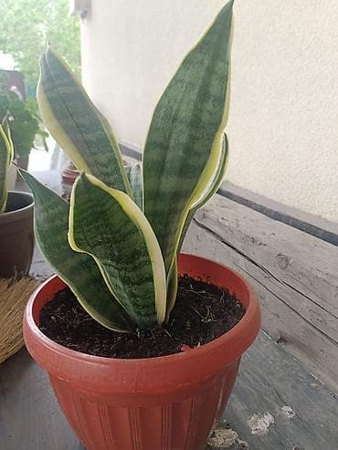 Комнатные растения: Сансевиерия (Sansevieria trifasciata, «щучий хвост», «тещин язык») в — 2