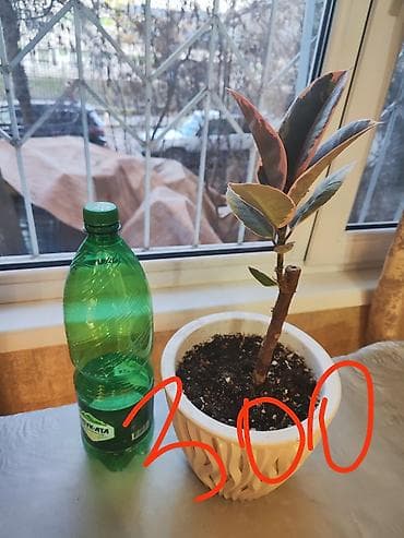 Фикус эластика (каучуконосный), комнатные растения в горшках — 3