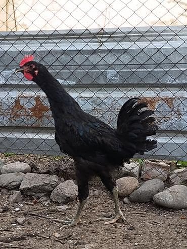 Продаю | Петух | Для разведения