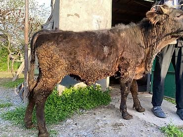 кошки парода: Продаю | Бык (самец) | На откорм — 1