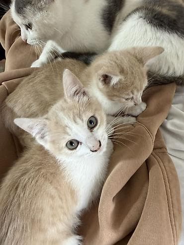 новорожденные котята: Кошка даром: Беспородная, 2 месяца, Девочка, Приучена к лотку — 3