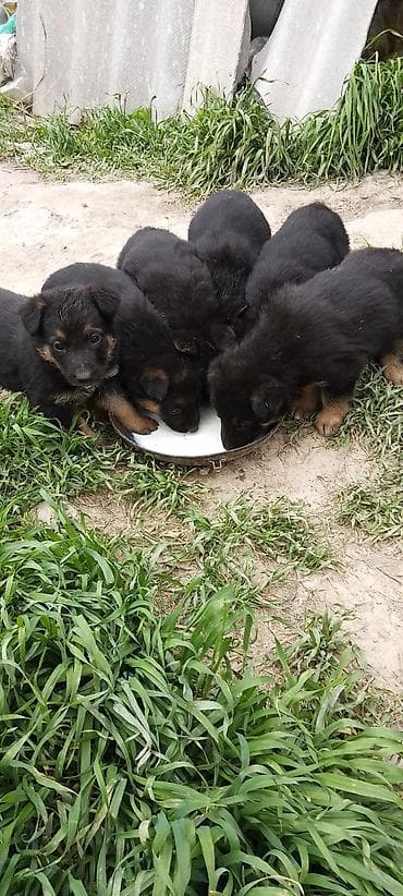 умная собака: Щенки от овчарки - Порода: немецкая овчарка (мать на фото). - Щенки — 4