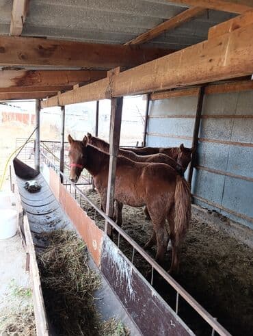 дом для кур: Продаю | Жеребенок | Для разведения — 7