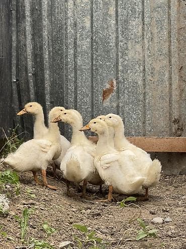 продам курей: Продаю | Цыплята | На забой, Несушки — 1