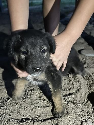 Щенки, черно‑подпалый окрас - Возраст: 1 месяц - Окрас: черный с