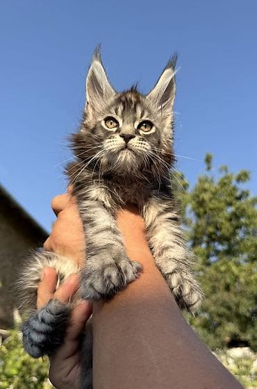 шпиц: фото цена: Мейн-кун, 2 месяца, Мальчик, Приучена к лотку, Проглистована, С документами — 10