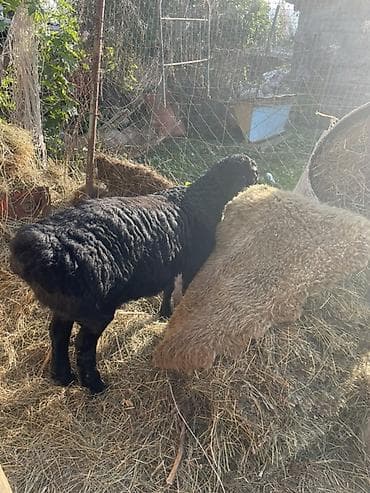 Продам с/х животных: Продаю | Овца (самка), Ягненок | Арашан | Для разведения | Племенные, Ярка — 7