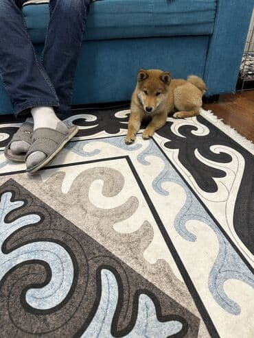 русский терьер: Сиба-ину, 2 месяца, Самец, С прививкой — 10