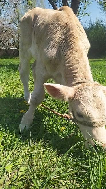 6 месяцев: Продаю | Музоо, торпок — 5