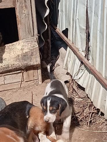 бравекто для собак бишкек: 2 месяца, Самец — 4