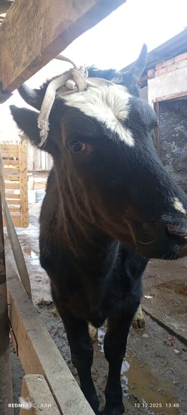 продажа щенков немецкой овчарки в бишкеке с документами: Продаю | Тёлка | Голштин, Алатауская | Для разведения, Для молока | Стельные — 3