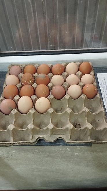несушки куры: Домашние куриные яйца в лотке. - Разнотон: от светло‑кремовых до — 1