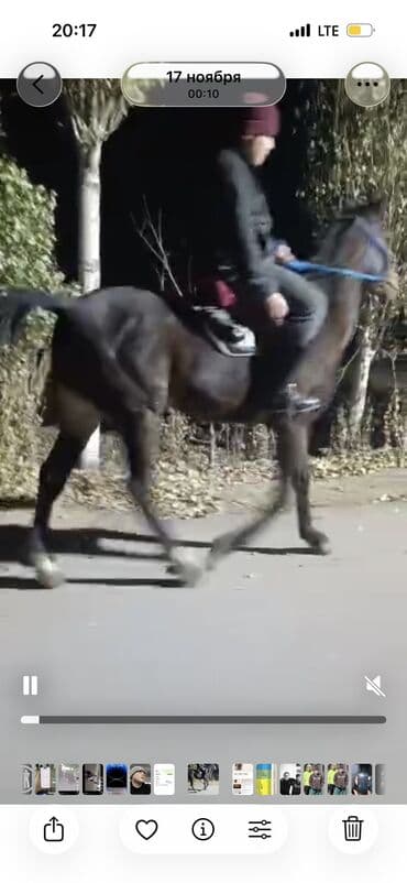 зоомагазин бишкек с животными: Продаю | Жеребец | Полукровка | Для разведения — 3