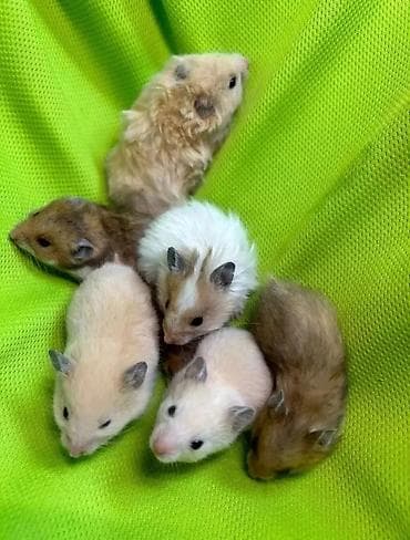 Собаки: Продаются хомячки сирийские, ангорские пушистые хомячки, джунгарские — 5