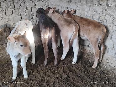 Продаю | Музоо, торпок | Полукровка | На откорм | Искусственник