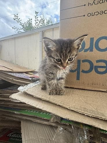 отдам даром котенка бишкек: Кошка даром: Беспородная, 1 месяц, Мальчик — 4