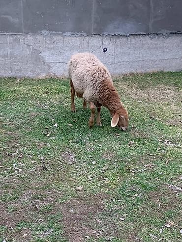 дворняжка собака: Продаю | Овца (самка), Ягненок | Гиссарская, Арашан | Для разведения | Котные, Матка, Ягнившаяся — 2