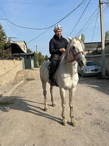 мышык фото: Сатам | Жылкы (эркек) | Жумушка, Ат спорту — 4