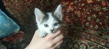 свинкс кошка: Отдам котят бесплатно в добрые руки, возраст 2 месяца, едят все — 1