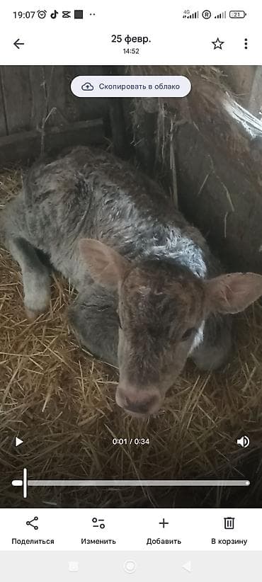 корова джерси: Продаю | Корова (самка) | Полукровка | Для разведения | После отела — 3